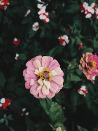 High angle view of pink flower