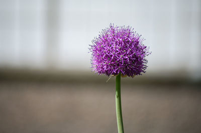 Close-up of purple flowering plant