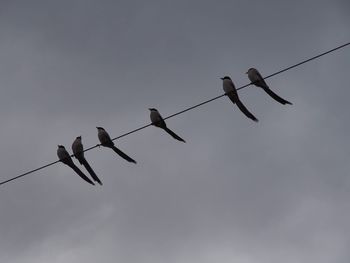 Low angle view of silhouette birds perching on metal against sky