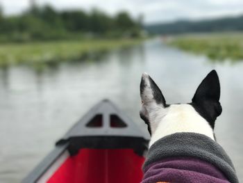 Close-up of dog by water against sky