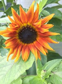 Close-up of sunflower