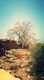 Bare tree on landscape against clear sky