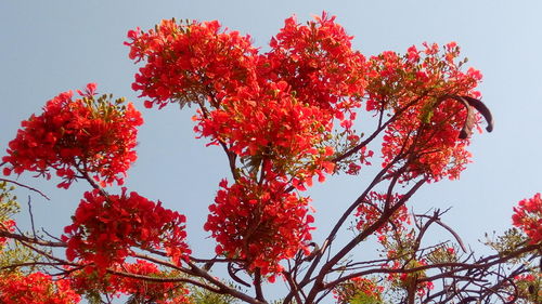 Low angle view of red flowers on tree against sky