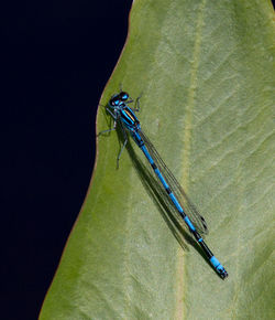 High angle view of insect on leaf