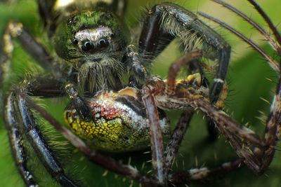 Close up of animal