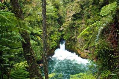 Scenic view of waterfall in forest