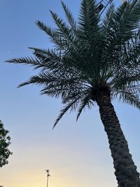 Low angle view of palm tree against clear sky