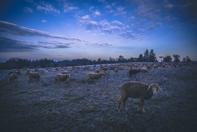 Sheep on shore against sky during sunset