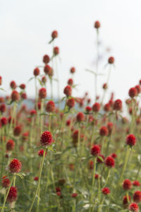 Close-up of poppy flowers blooming in field