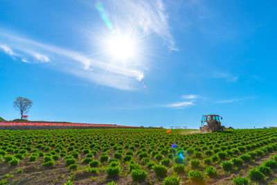 Scenic view of field against blue sky on sunny day