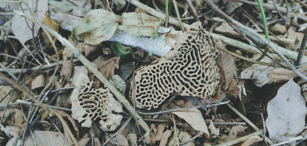 High angle view of zebras on field