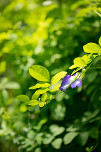 Close-up of flowers on plant