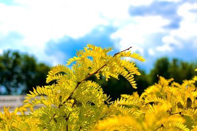 Close-up of bee on yellow flowers