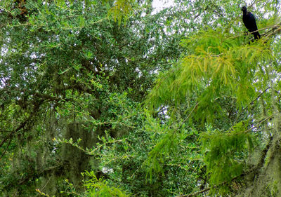 Scenic view of trees in forest