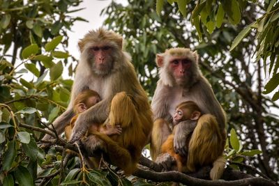 Portrait of monkey family sitting on tree