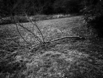 View of trees on field