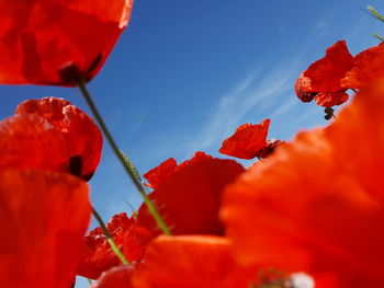 Close-up of red hibiscus blooming against sky