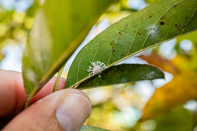 Close-up of hand holding leaves