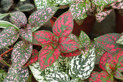 Close-up of flowers in market