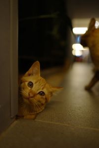 Portrait of cat on floor