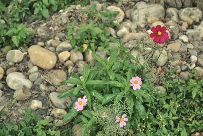 Close-up of flowers blooming in field