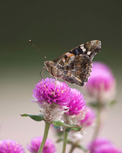 Close-up of butterfly pollinating on pink flower