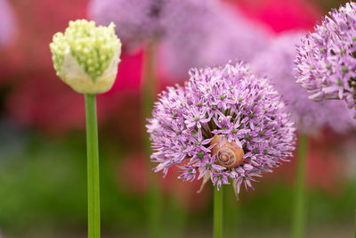 Close-up of honey bee on pink flowering plant