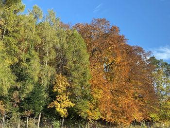 Low angle view of trees in forest against sky during autumn