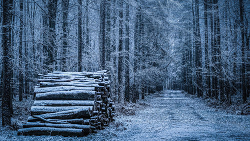 Pine trees in forest during winter