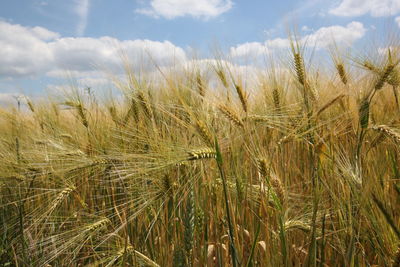 Scenic view of wheat field against sky