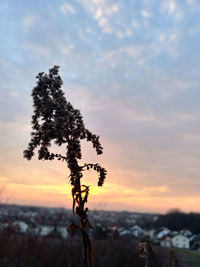 Tree on field against sky during sunset