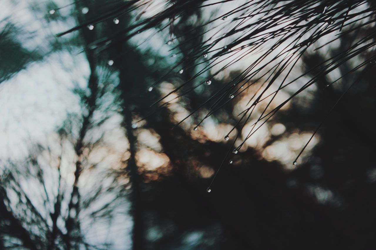 tree, plant, no people, silhouette, nature, selective focus, day, beauty in nature, growth, sky, tranquility, branch, low angle view, outdoors, close-up, focus on foreground, blurred motion, defocused, scenics - nature, dusk, coniferous tree