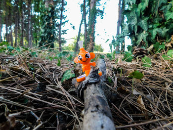 Close-up of orange tree in forest