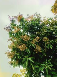 Close-up of tree against sky