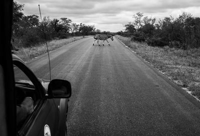 Side view of zebra crossing road