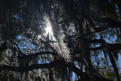 Low angle view of trees in forest