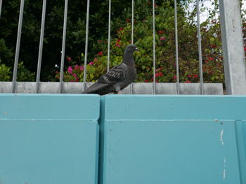 View of bird perching on metal