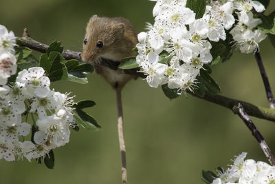 Close-up of mouse and while flowers on branch