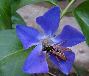 Close-up of wasp on purple flower