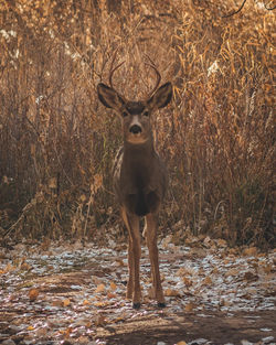 Portrait of deer standing on field