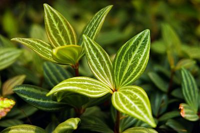 Close-up of leaves