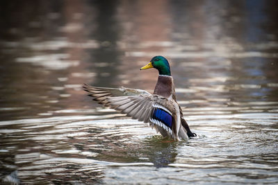 Duck swimming in lake  while wings spread