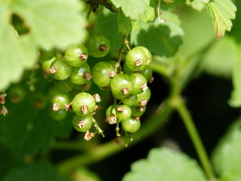 Close-up of berries growing on plant