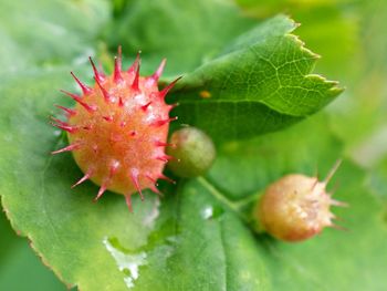 Close-up of red berries growing on plant