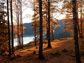 Trees in forest during autumn