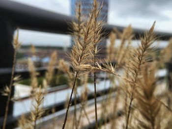 Close-up of plant against blurred background