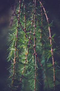 Close-up of fresh green plant