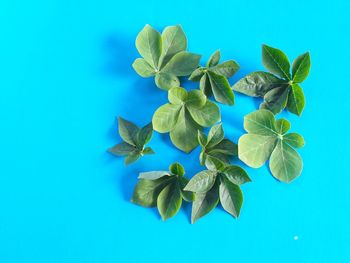 High angle view of green leaves on blue background