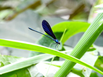 Close-up of butterfly on leaf