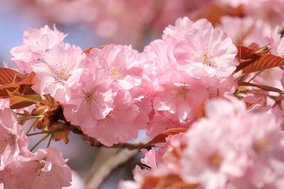 Close-up of pink cherry blossoms